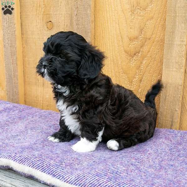 Audrey, Shih-Poo Puppy